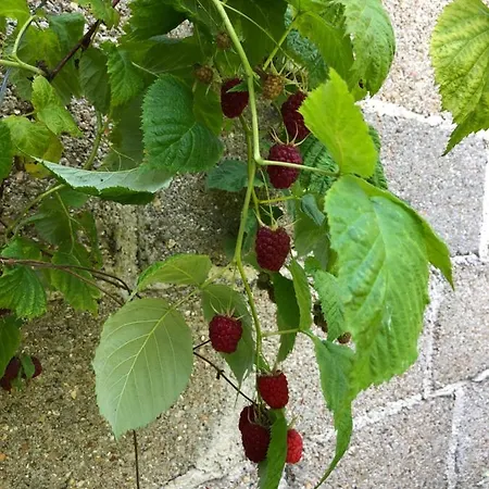 Hébergement de vacances La Maison D'olivier