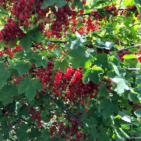 Hébergement de vacances La Maison D'olivier