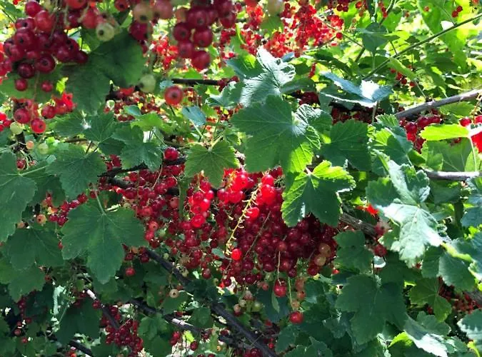 Feriehus La Maison D'olivier